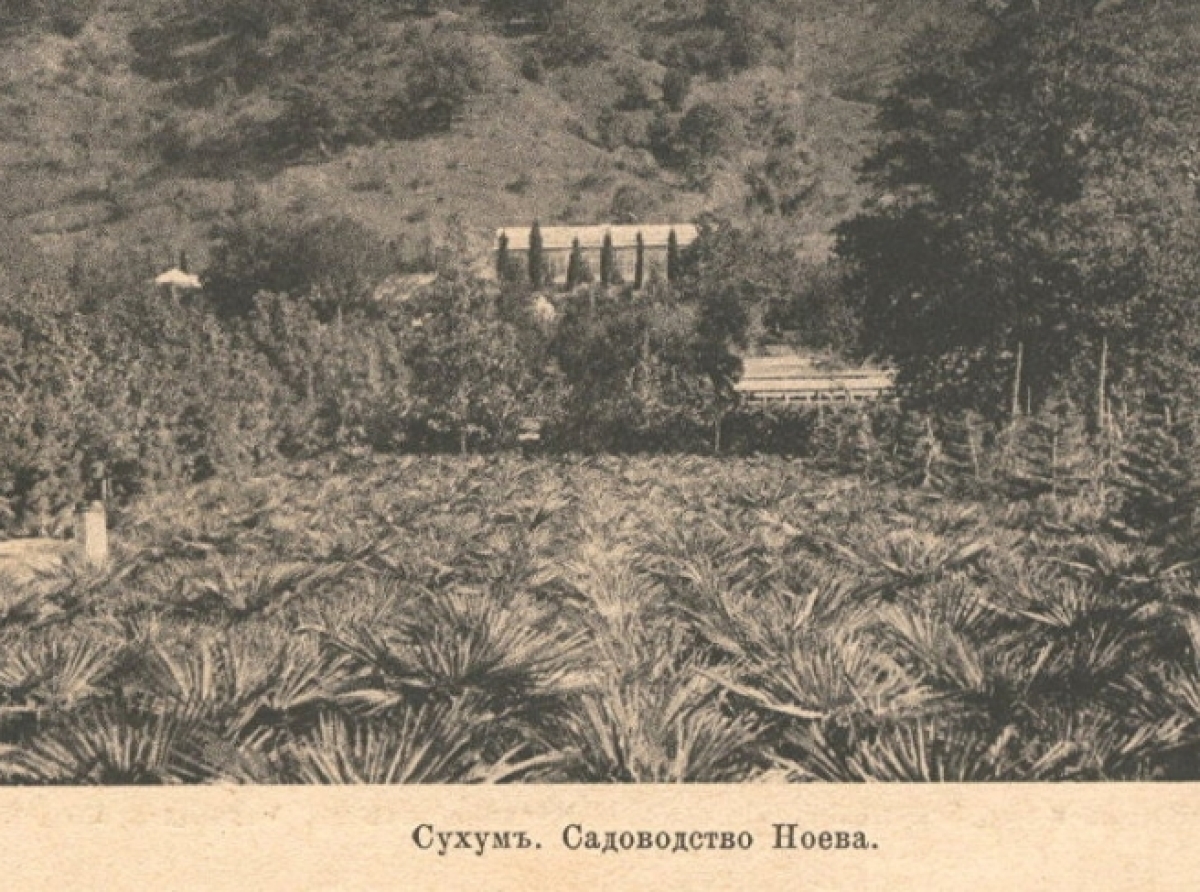 Сухумская история "гиацинтового" магната