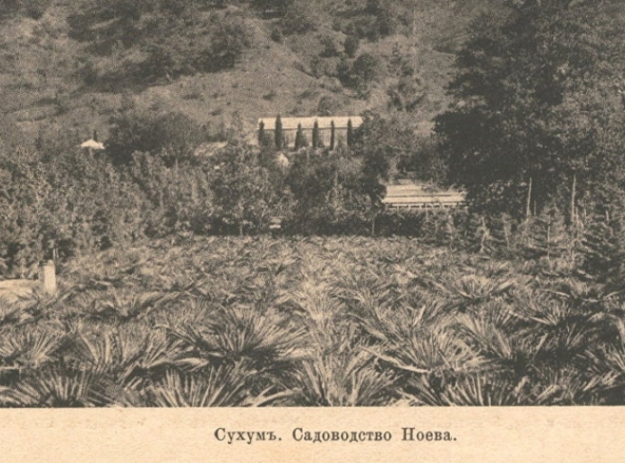 Сухумская история "гиацинтового" магната